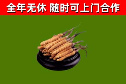 阿克陶县回收散虫草